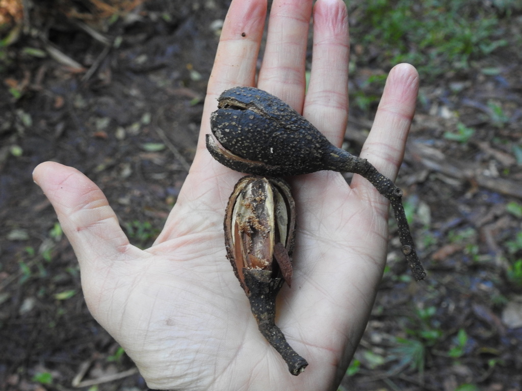 Cedrela fissilis; photograph (c) Aline Fernanda Antunes, some rights reserved (CC BY-SA)