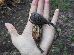 Cedrela fissilis