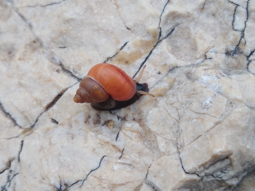 Cyclostoma sulcatum, 2026-09-09