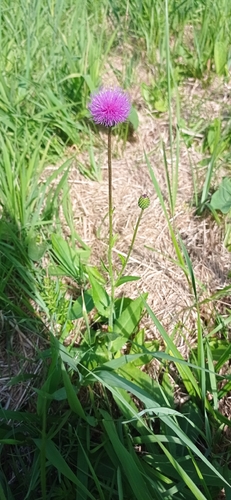 Queen Anne's thistle