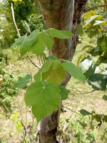 Sterculia setigera