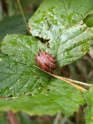 Copse Snail