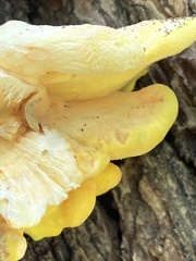 Laetiporus sulphureus