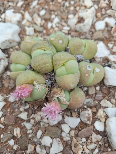 Blackburnia observed 2026-09-13