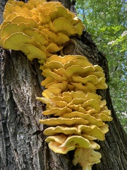 Laetiporus sulphureus