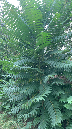 tree-of-heaven