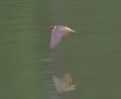 Petrochelidon pyrrhonota