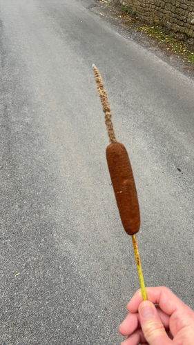 broadleaf cattail
