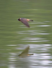 Petrochelidon pyrrhonota