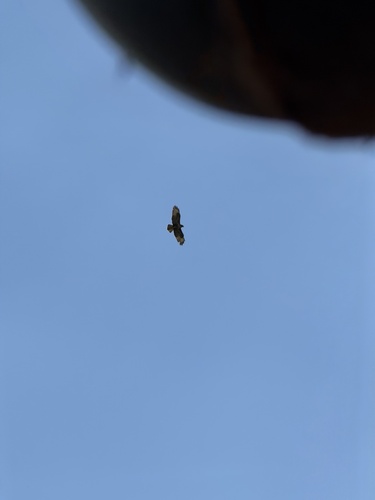 Western Common Buzzard