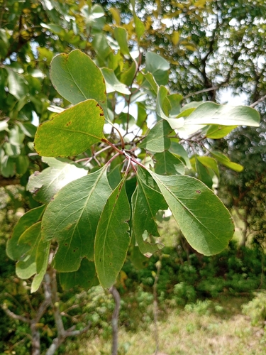 confetti spikethorn