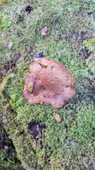 Austropaxillus