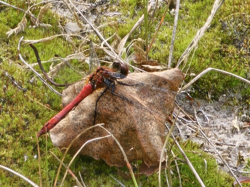 Ruddy Darter