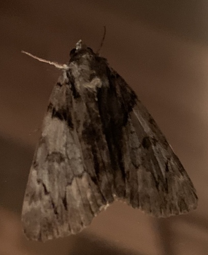 Hawthorn Underwing Moth
