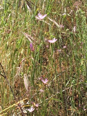 Clarkia similis