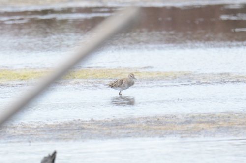 Long-toed Stint