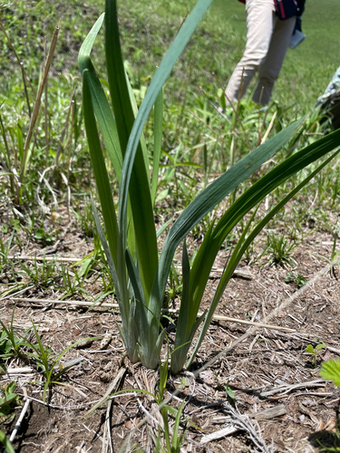 Iris ensata