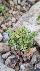 Scleranthus annuus, photograph (c) Violetta Dzizyurova, some rights reserved (CC BY)