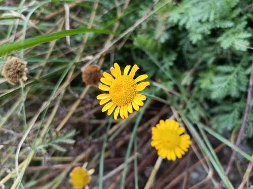 Golden marguerite