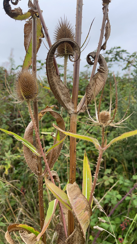 wild teasel