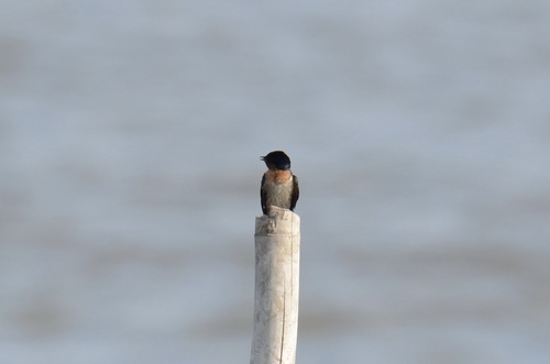 Pacific Swallow