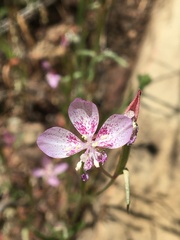 Clarkia similis