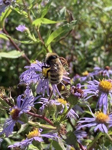 Northern Amber Bumble Bee