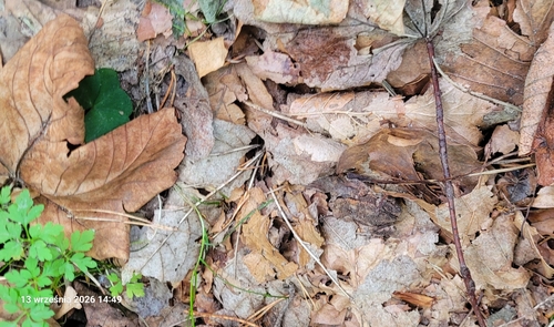 European Toad