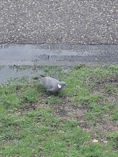 Common Wood-Pigeon