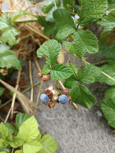 European dewberry