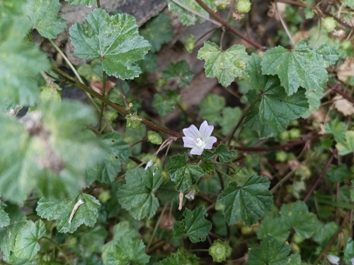 dwarf mallow