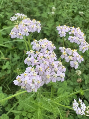 common yarrow
