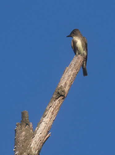 Olive-sided Flycatcher