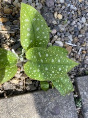 Pulmonaria saccharata