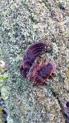 Hymenochaete microcycla