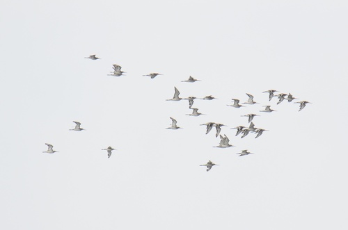 Black-tailed Godwit