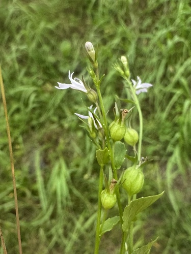 Indian tobacco
