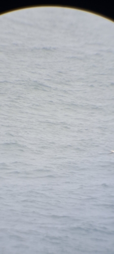 Northern Gannet