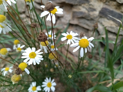 scentless mayweed