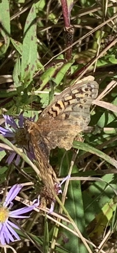 Great Spangled Fritillary