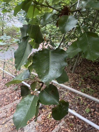 Callery pear