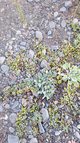 Mertensia simplicissima