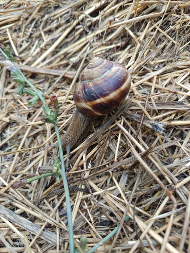 Turkish Snail