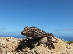Tarentola angustimentalis