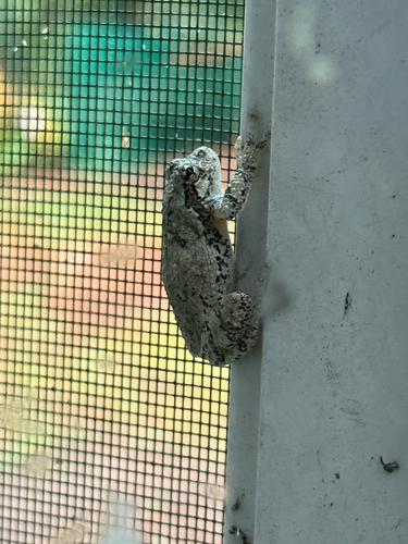 Gray Treefrog