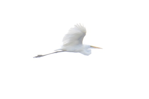Great Egret