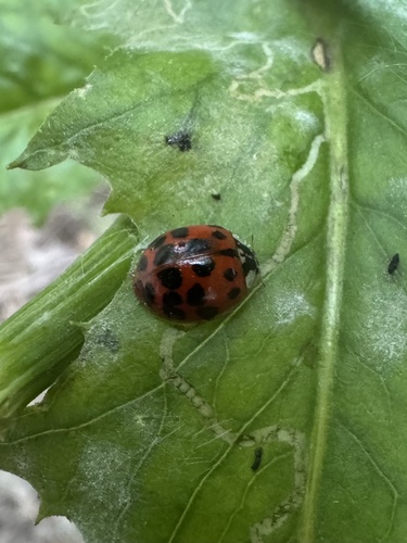 Asian Lady Beetle