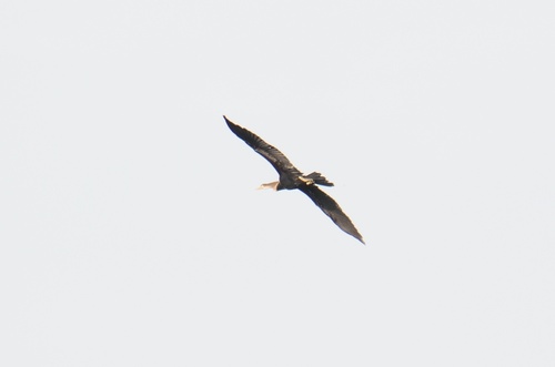 Oriental Darter