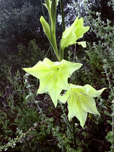 Gladiolus tristis, photograph 3