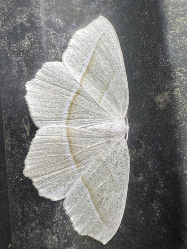 Pale Beauty